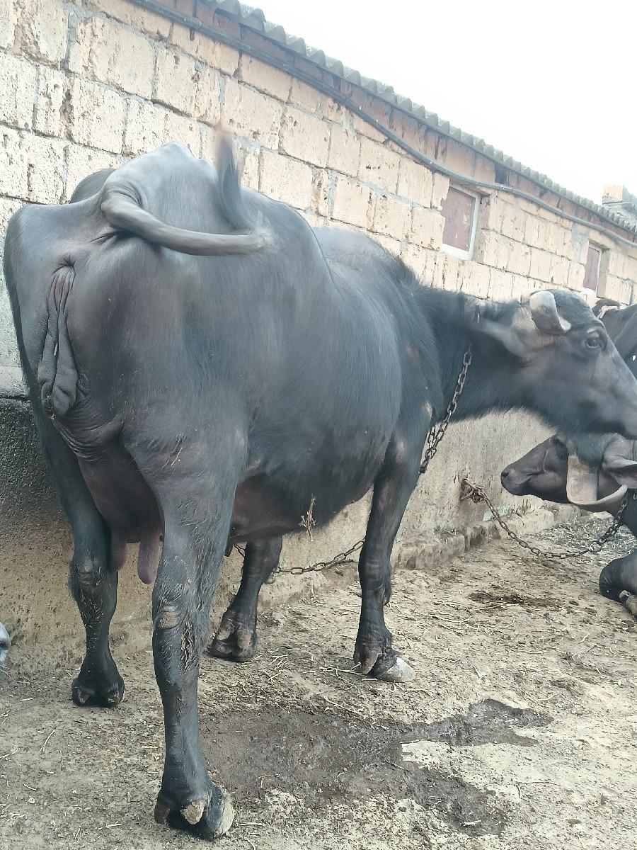 થંબનેલ 2