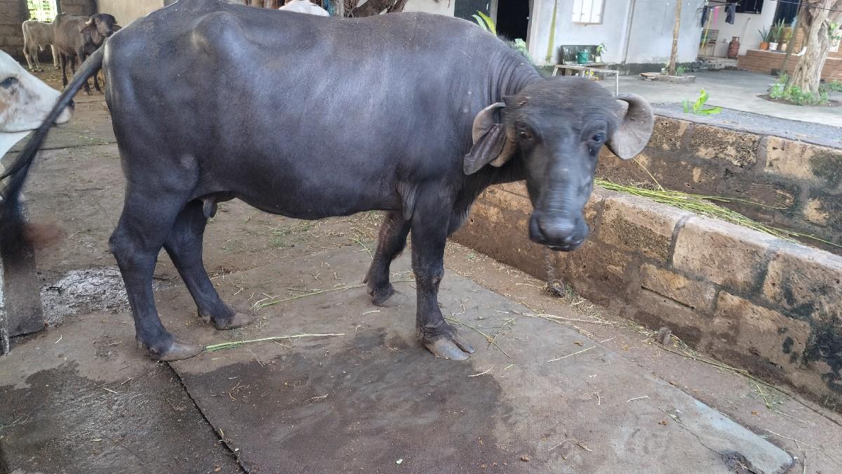 થંબનેલ 3