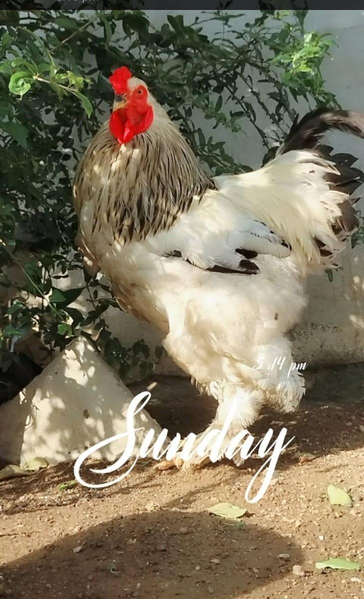 મુરઘા વેચવાના છે