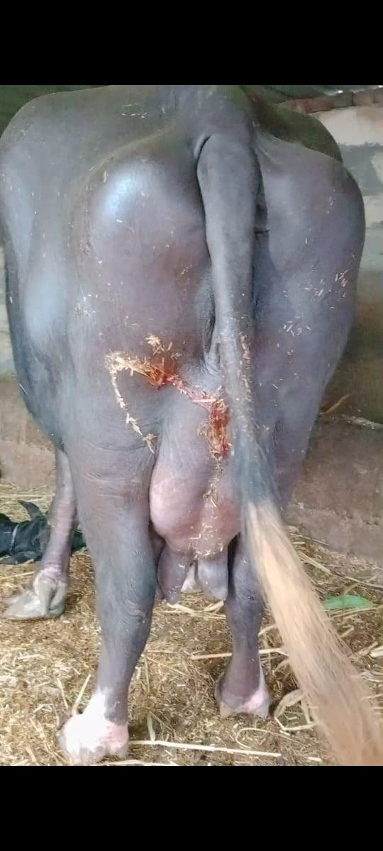 થંબનેલ 2