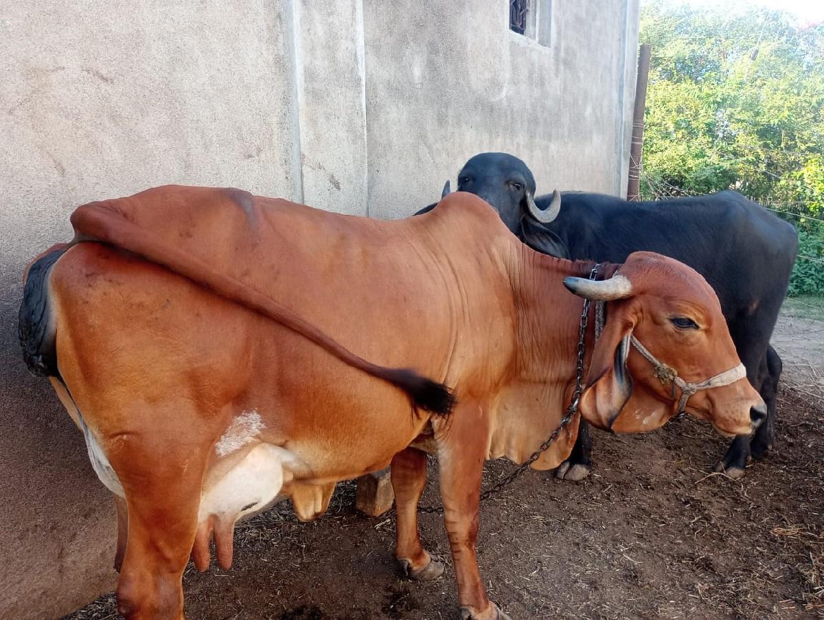 થંબનેલ 2