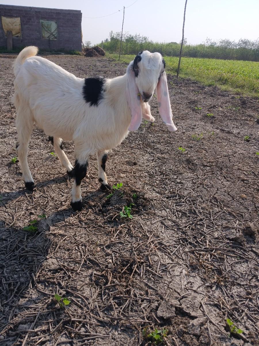 થંબનેલ 2