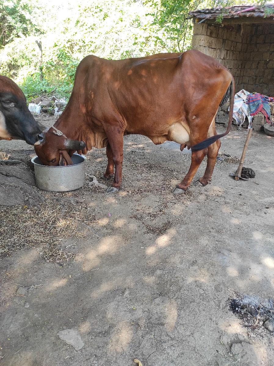 થંબનેલ 3