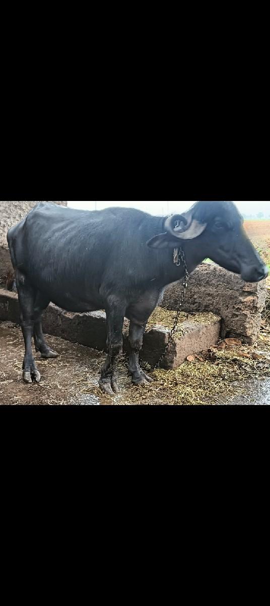 થંબનેલ 2