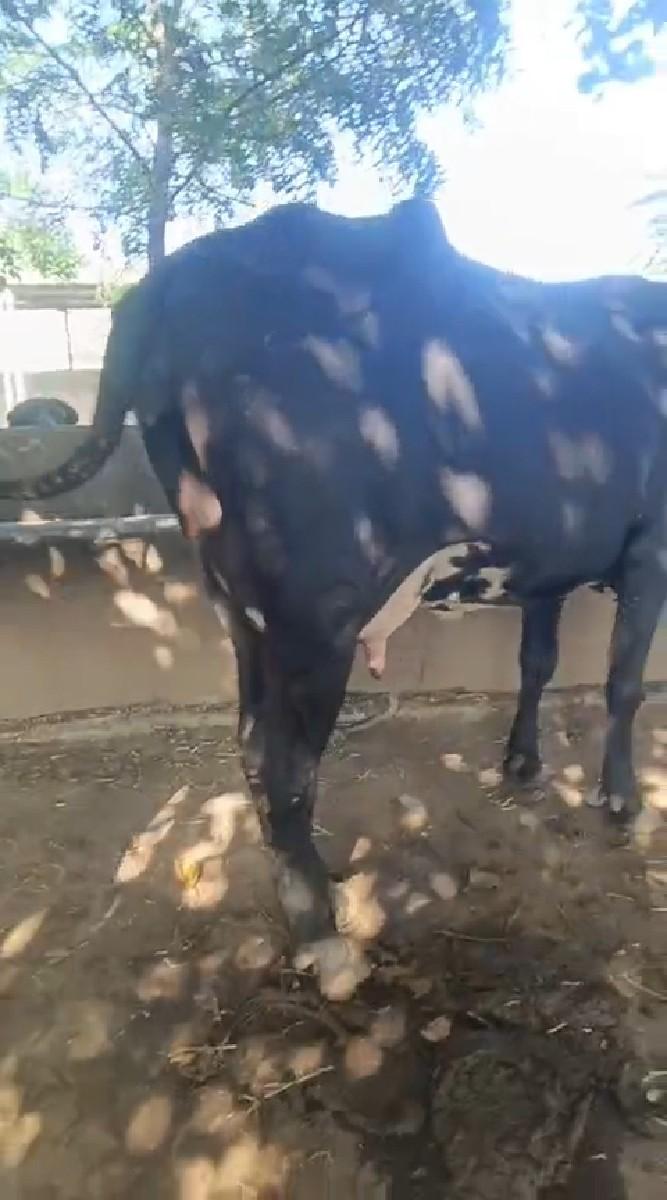 hf ૨ ગાય વેચવા ને