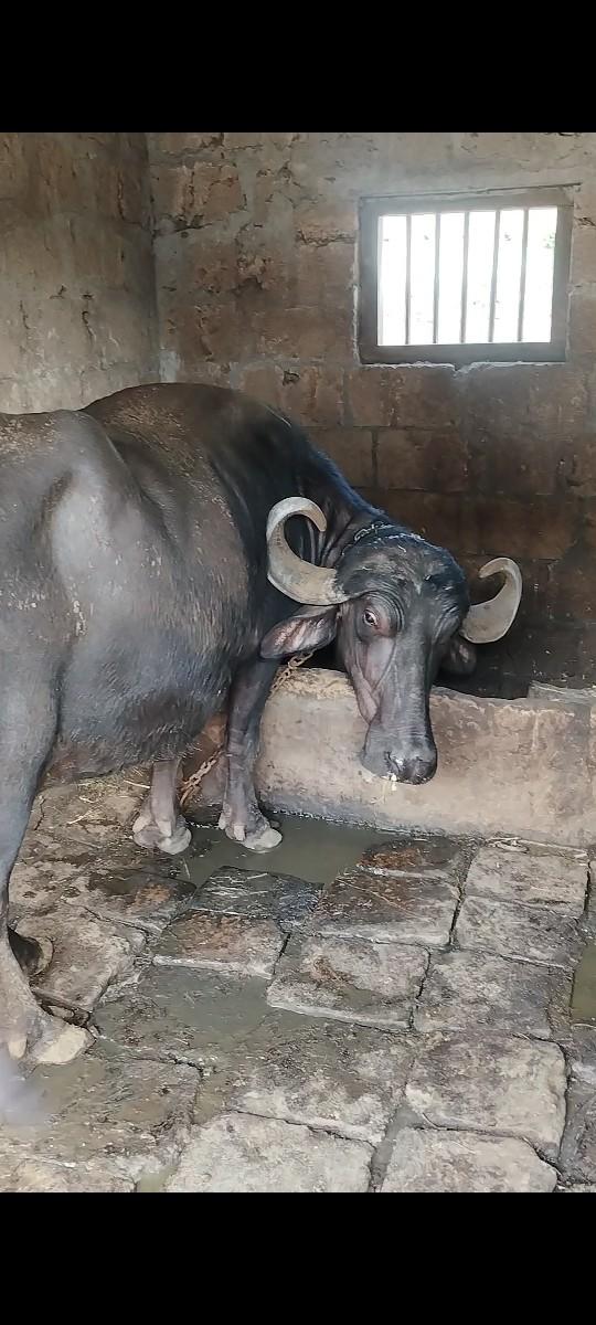 થંબનેલ 3