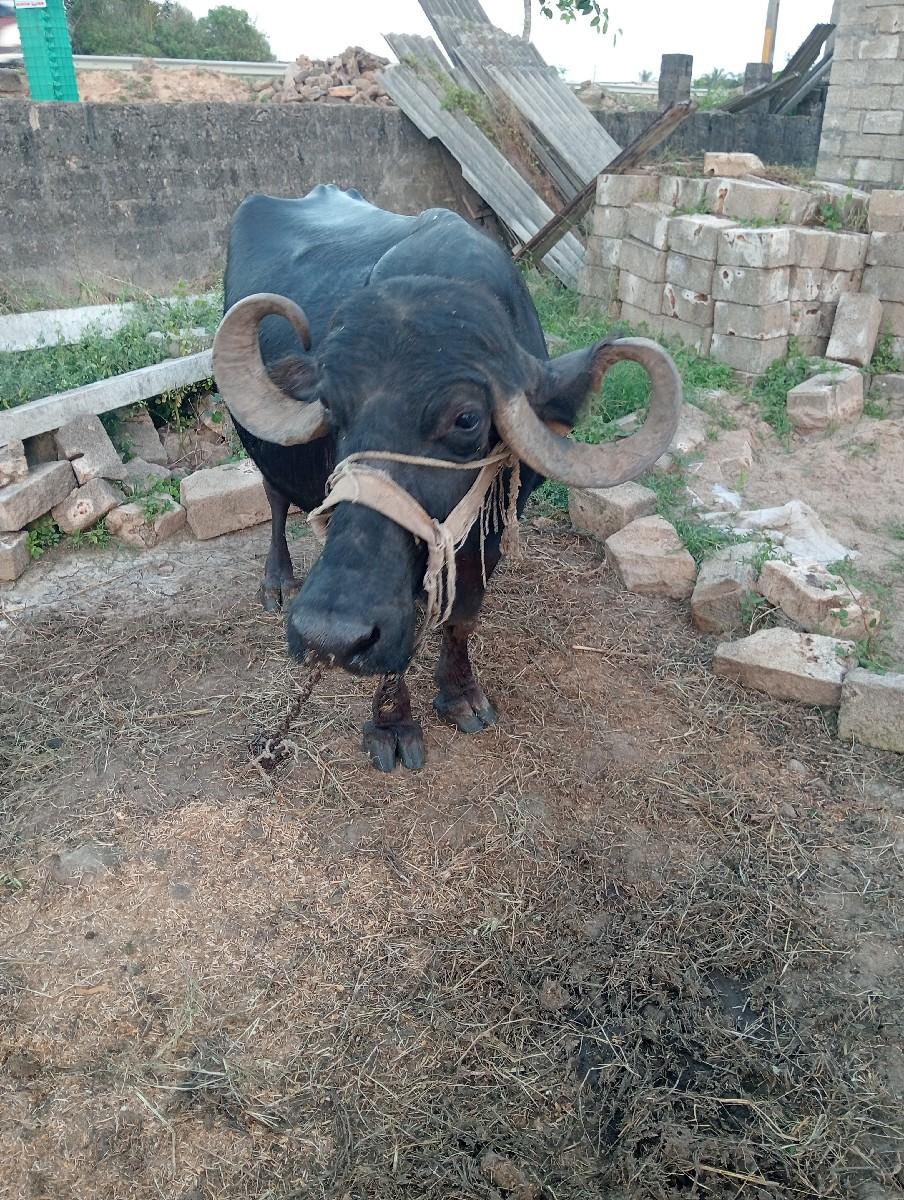 ભેસ વેચવાની 10 મહીના પુરા થયા સે