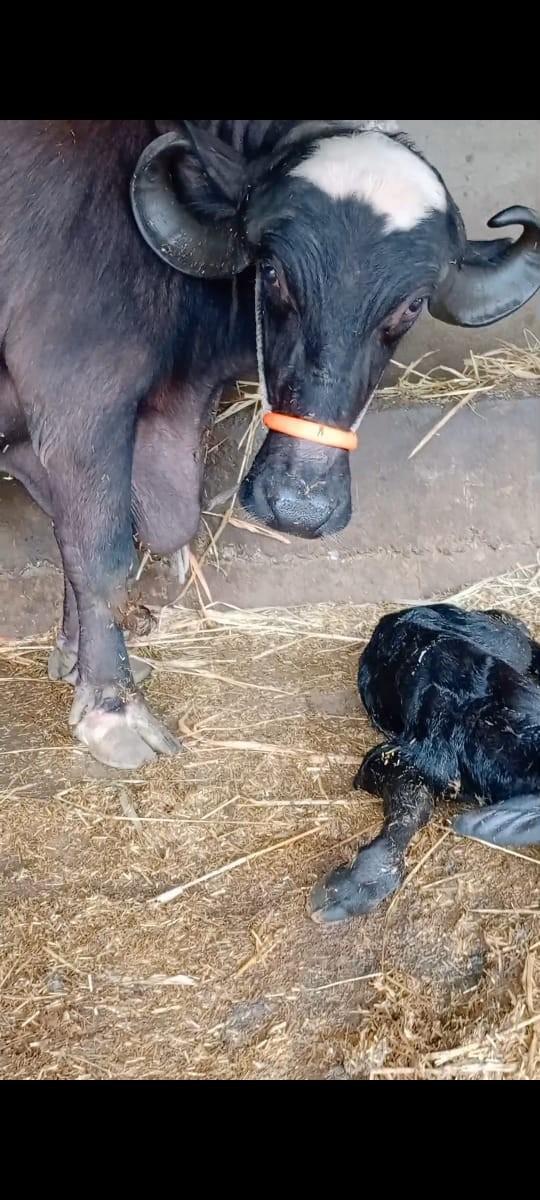 થંબનેલ 3