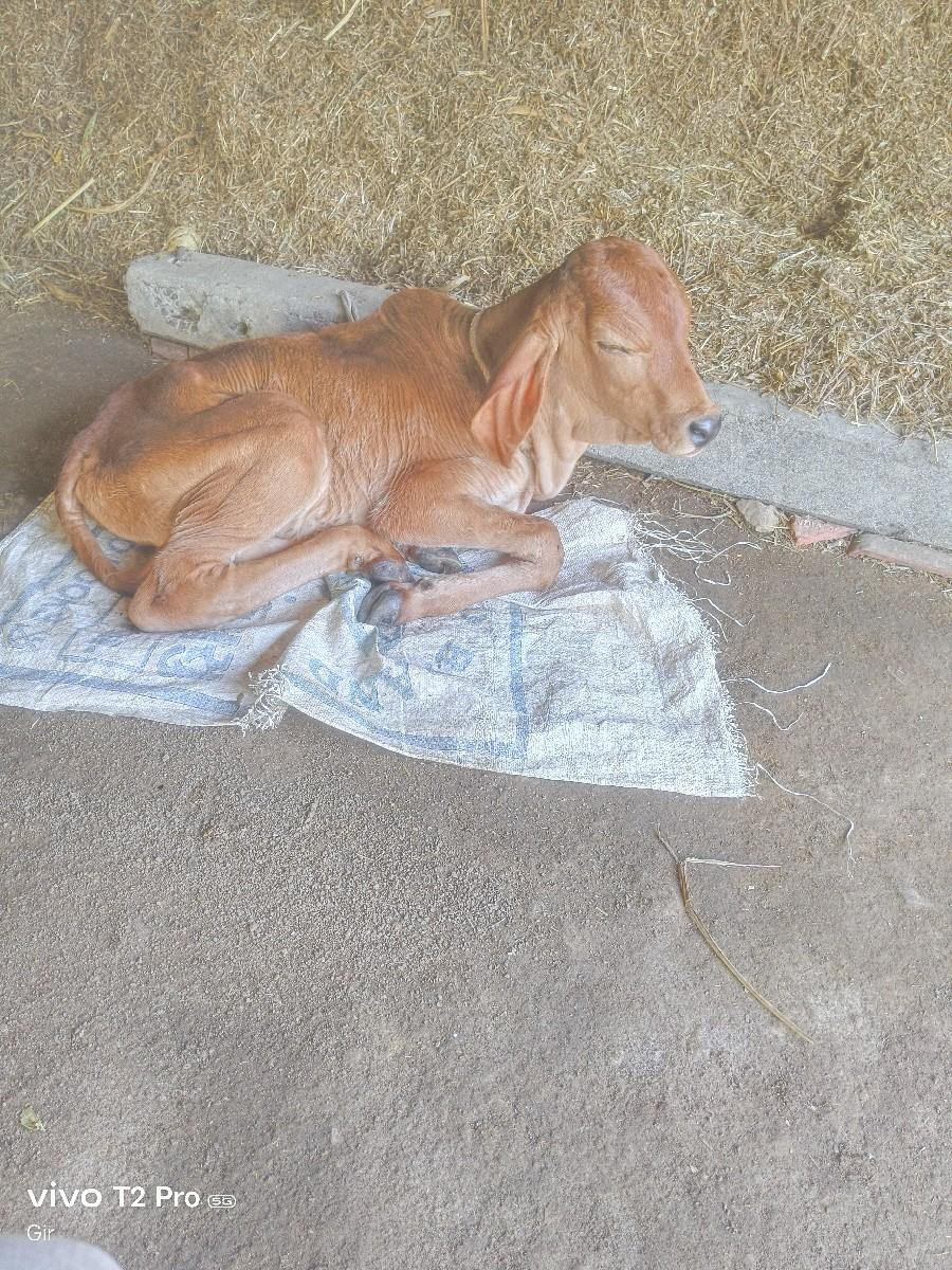 થંબનેલ 2