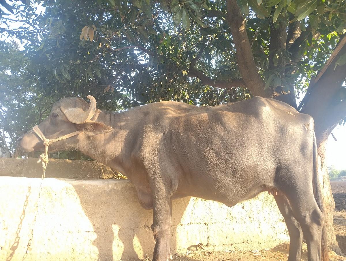 થંબનેલ 3