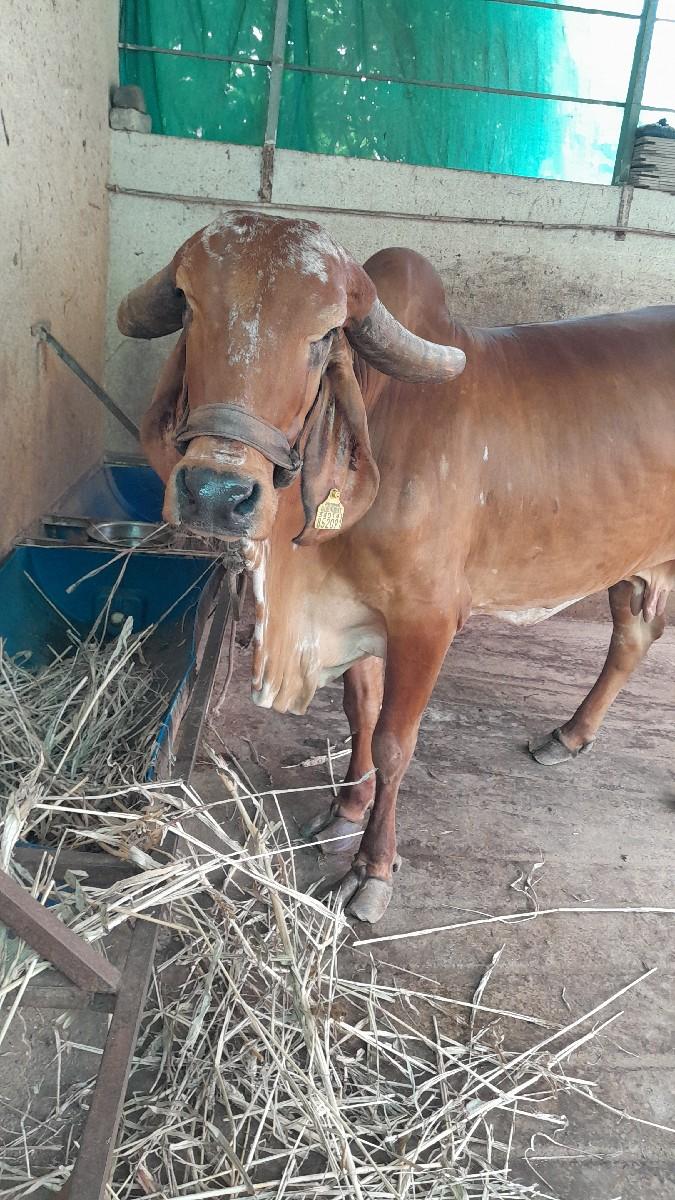 ગાય વેચવાની છે