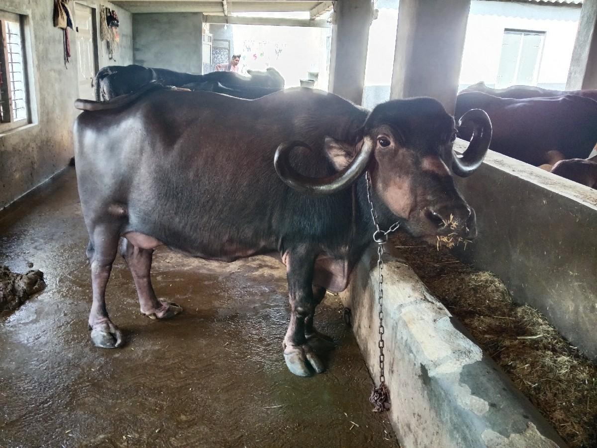 ભેસ વેસવાની છે