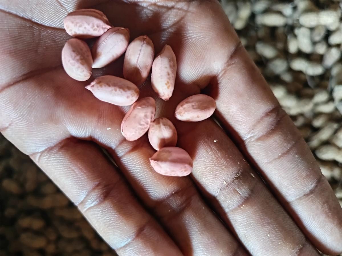 ગિરનાર 4