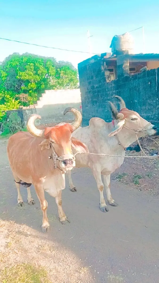 થંબનેલ 3