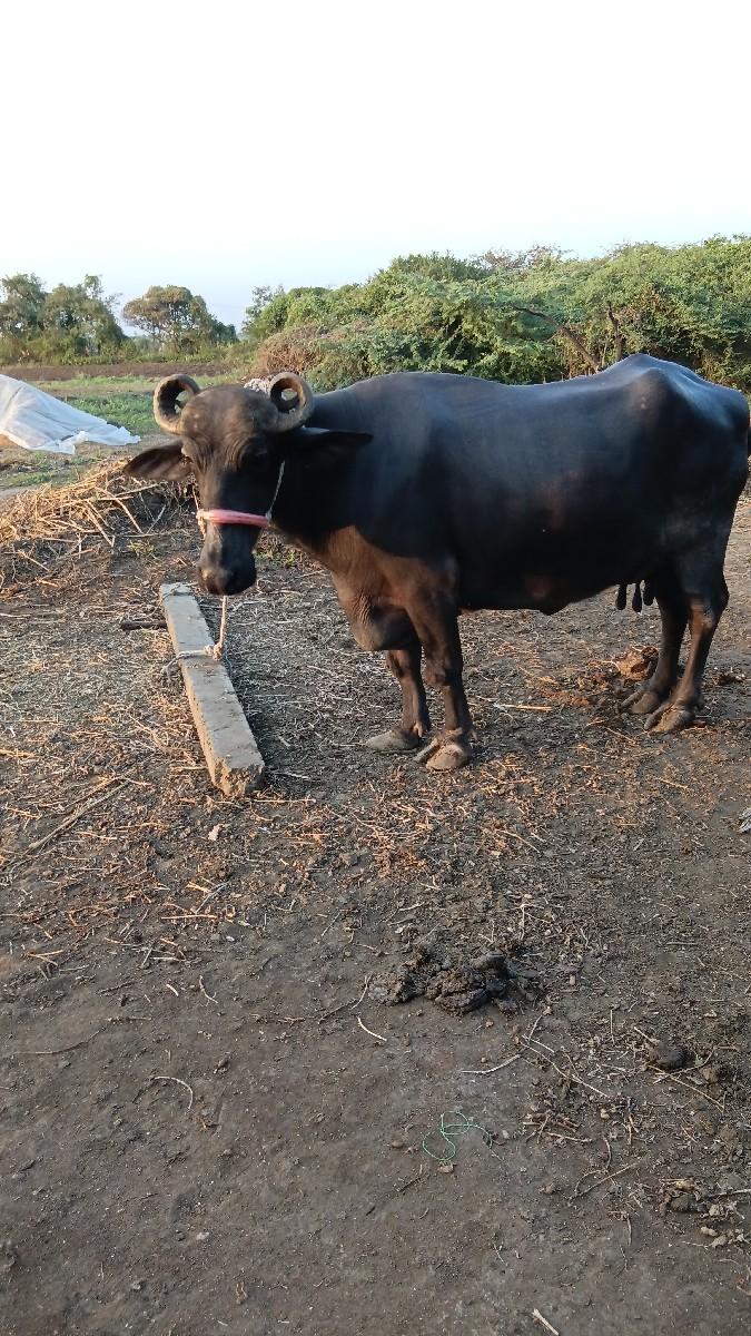 થંબનેલ 2