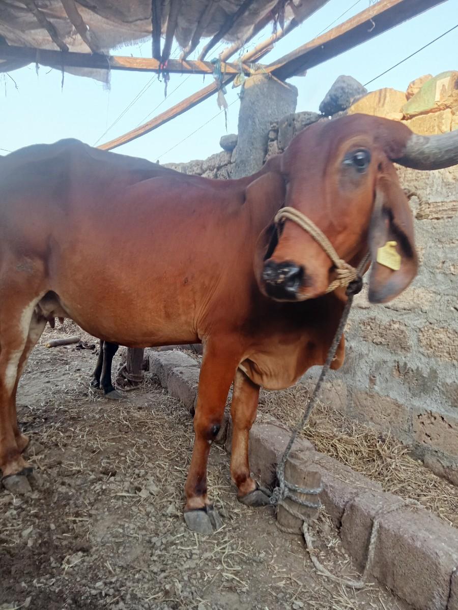 થંબનેલ 2