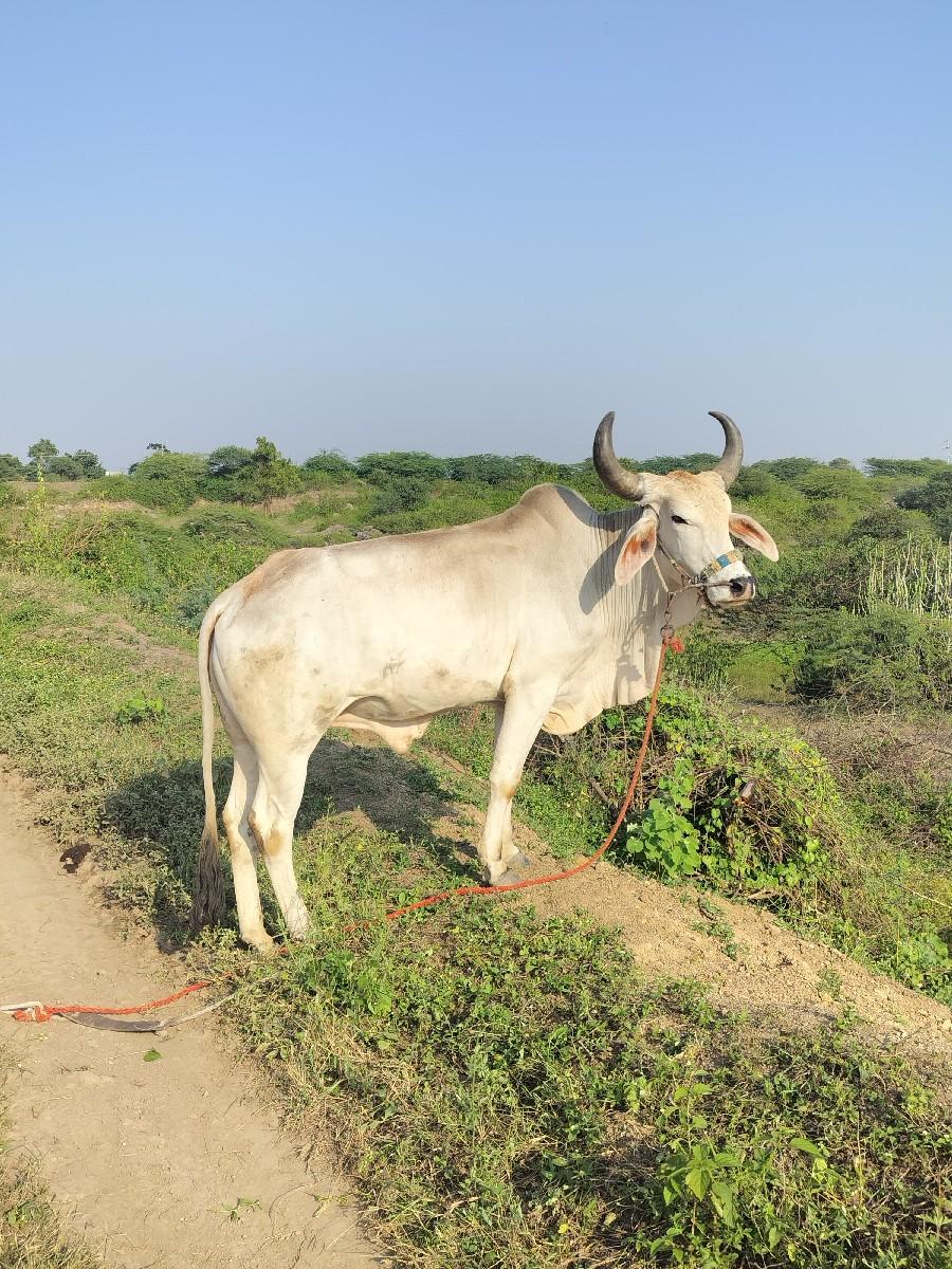 થંબનેલ 2