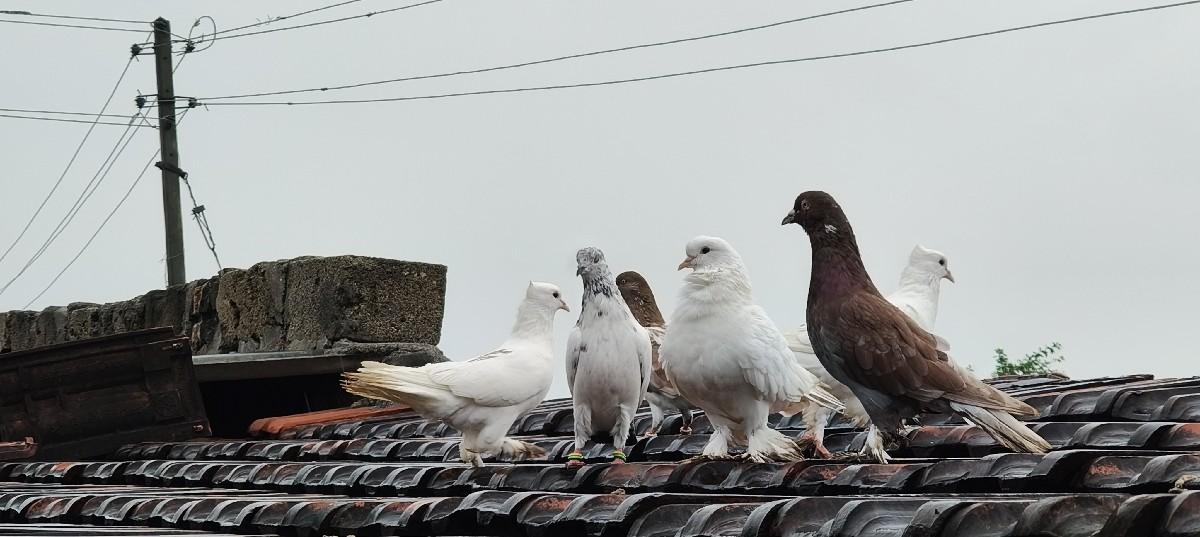 koy pahe kabutar vesva na hoy