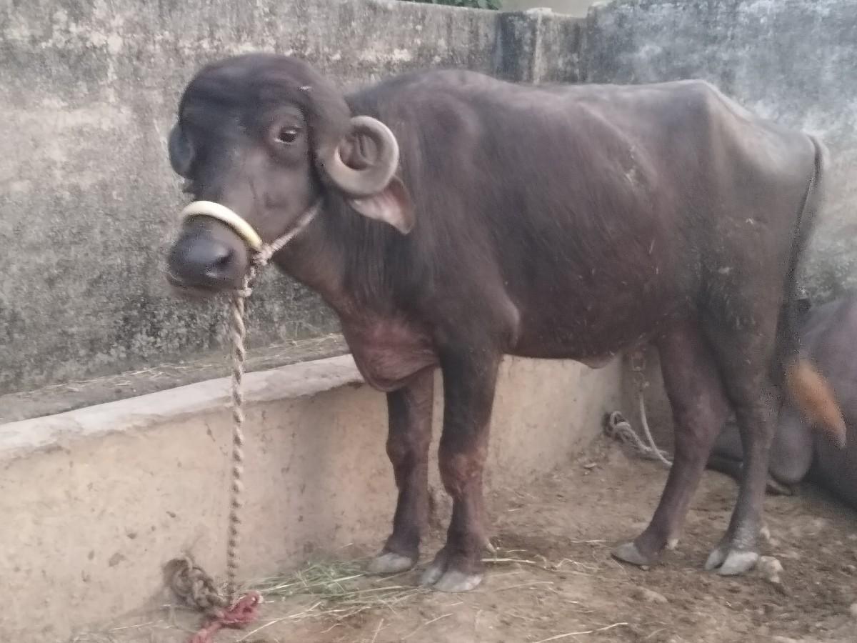 થંબનેલ 2