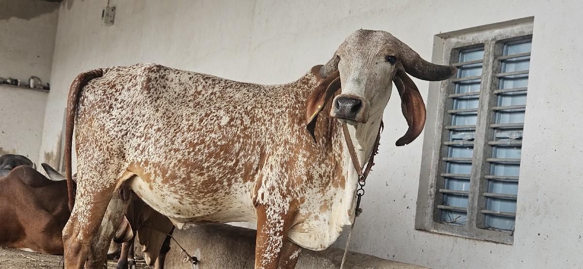 ગાય વેશવાની