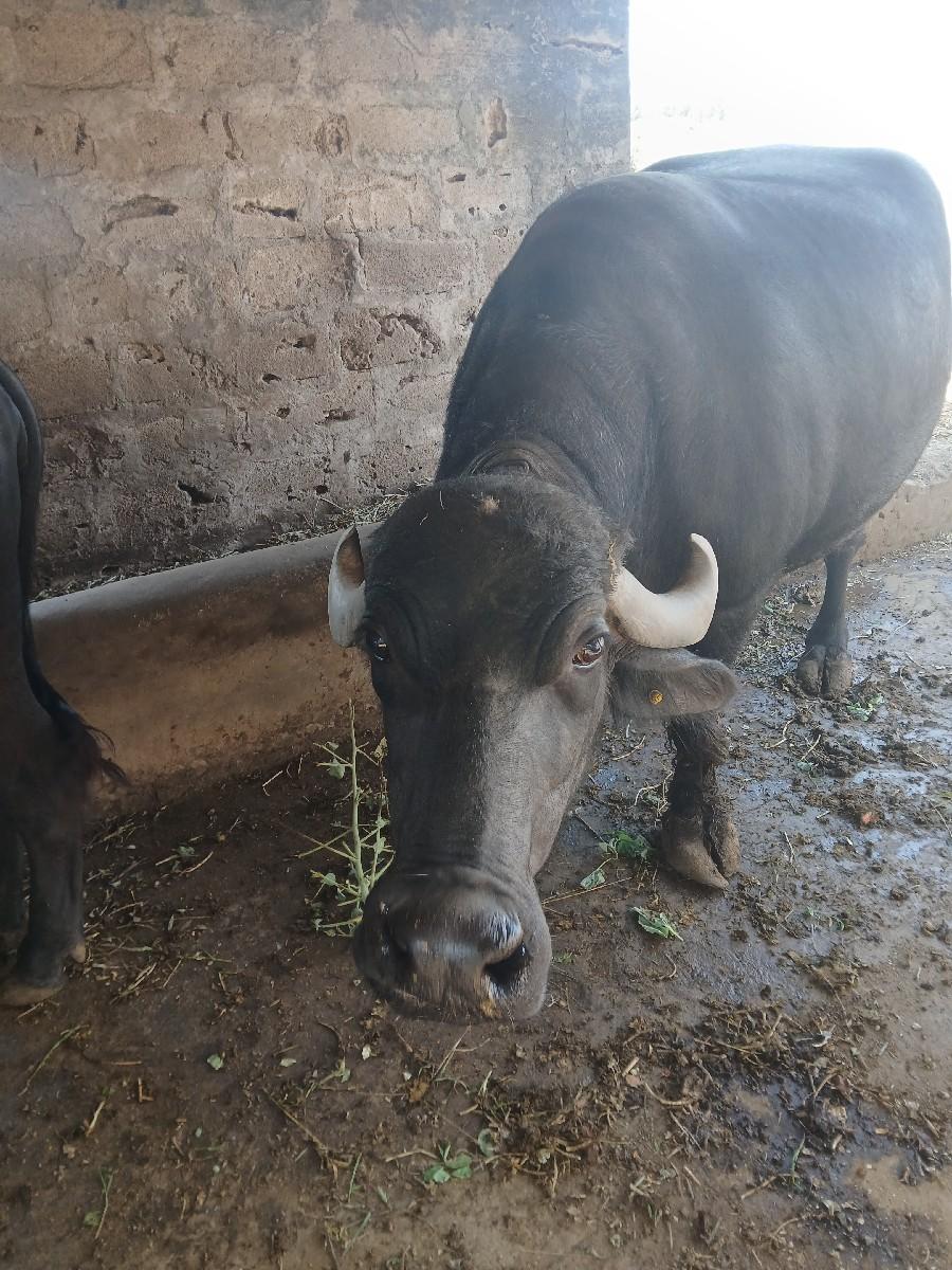 થંબનેલ 3