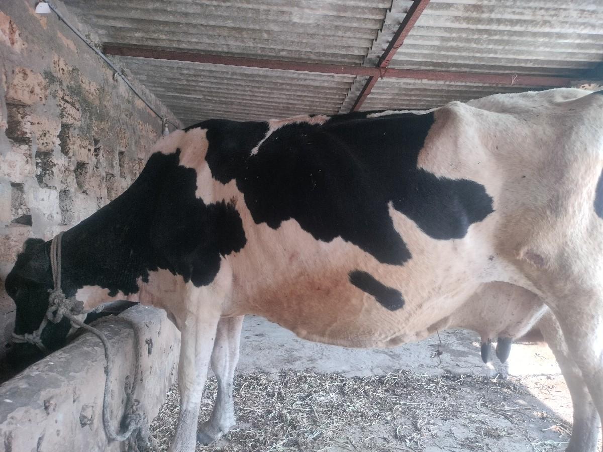 થંબનેલ 2