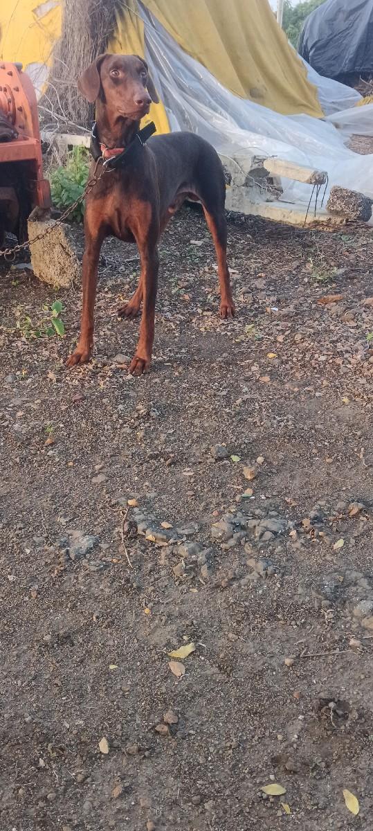 કુતરો વેચવાનો છે