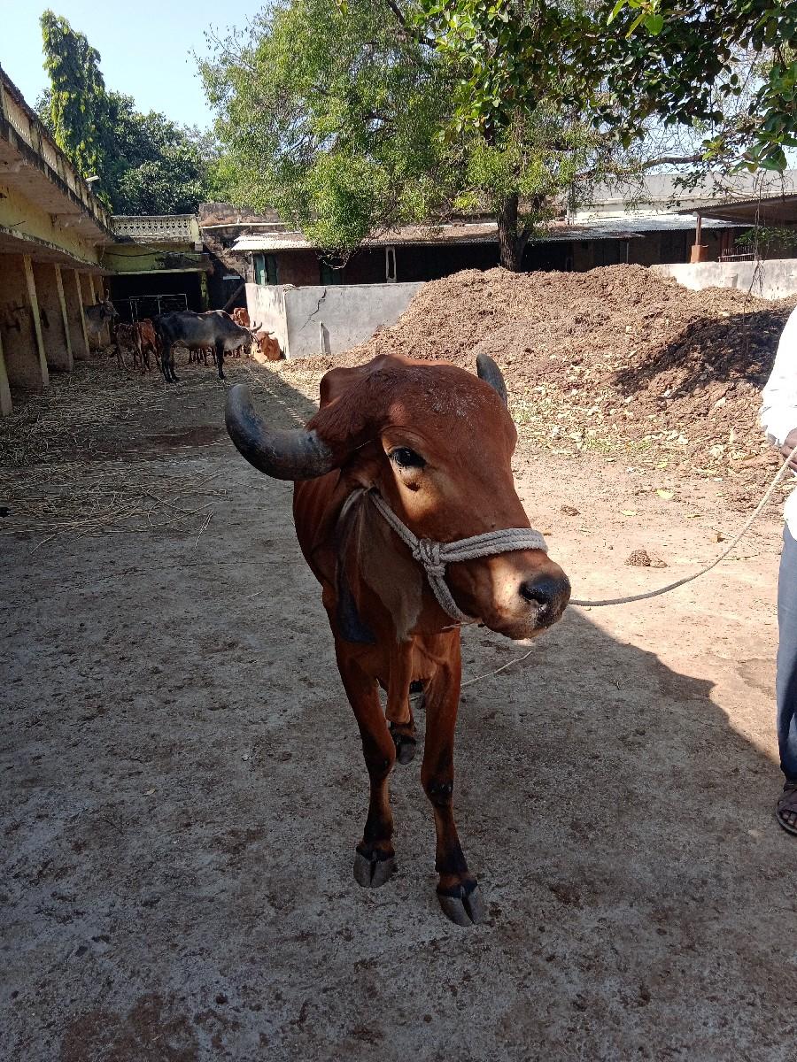 ગાય વેચવાની છે