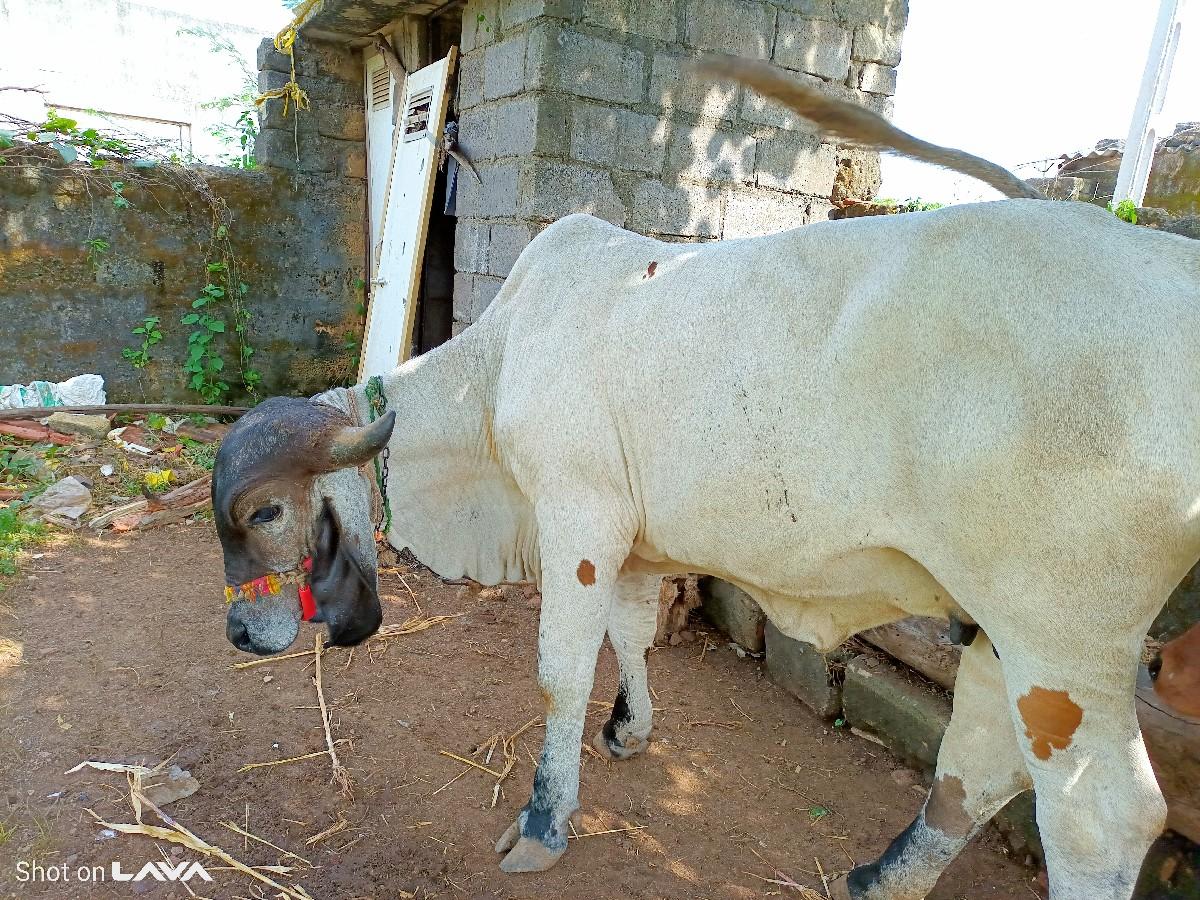 થંબનેલ 2