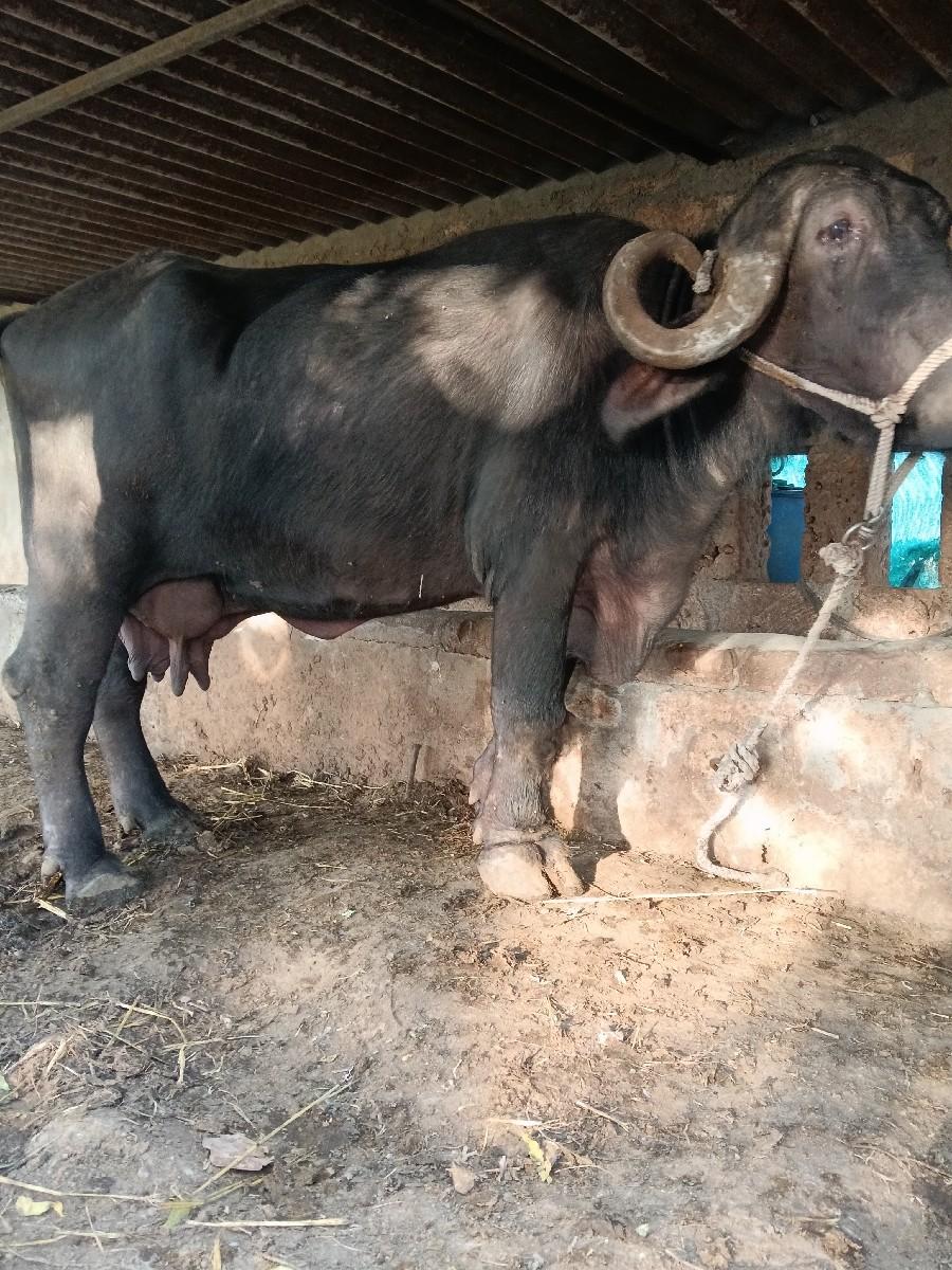 થંબનેલ 2