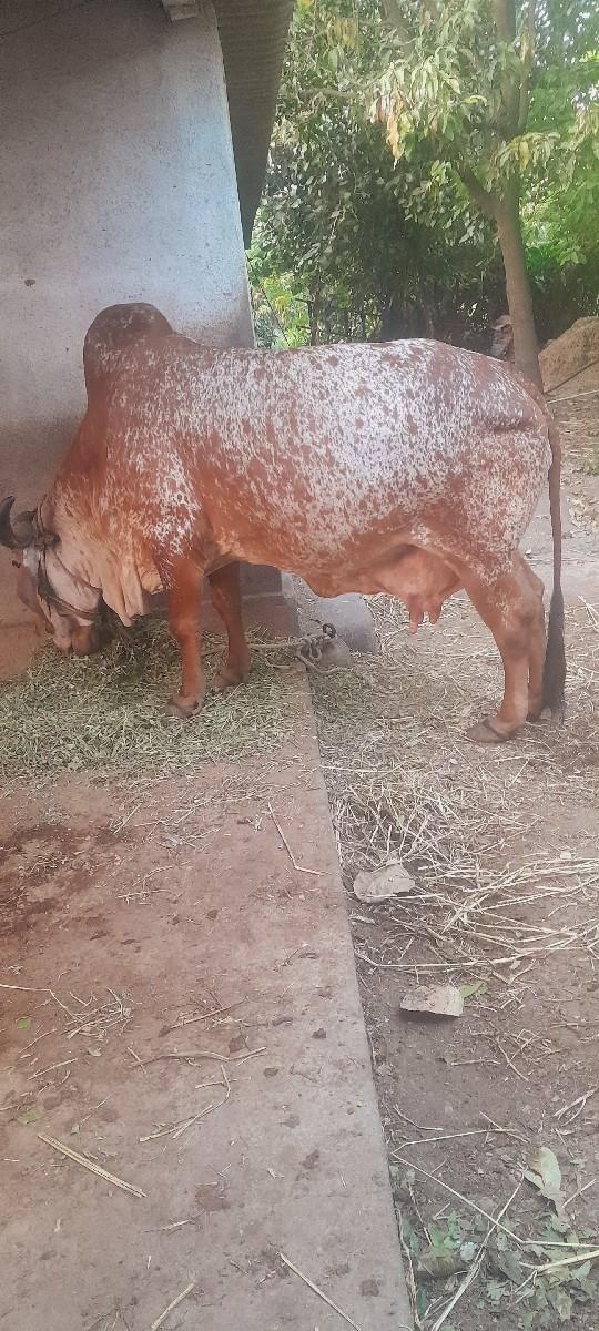 થંબનેલ 3