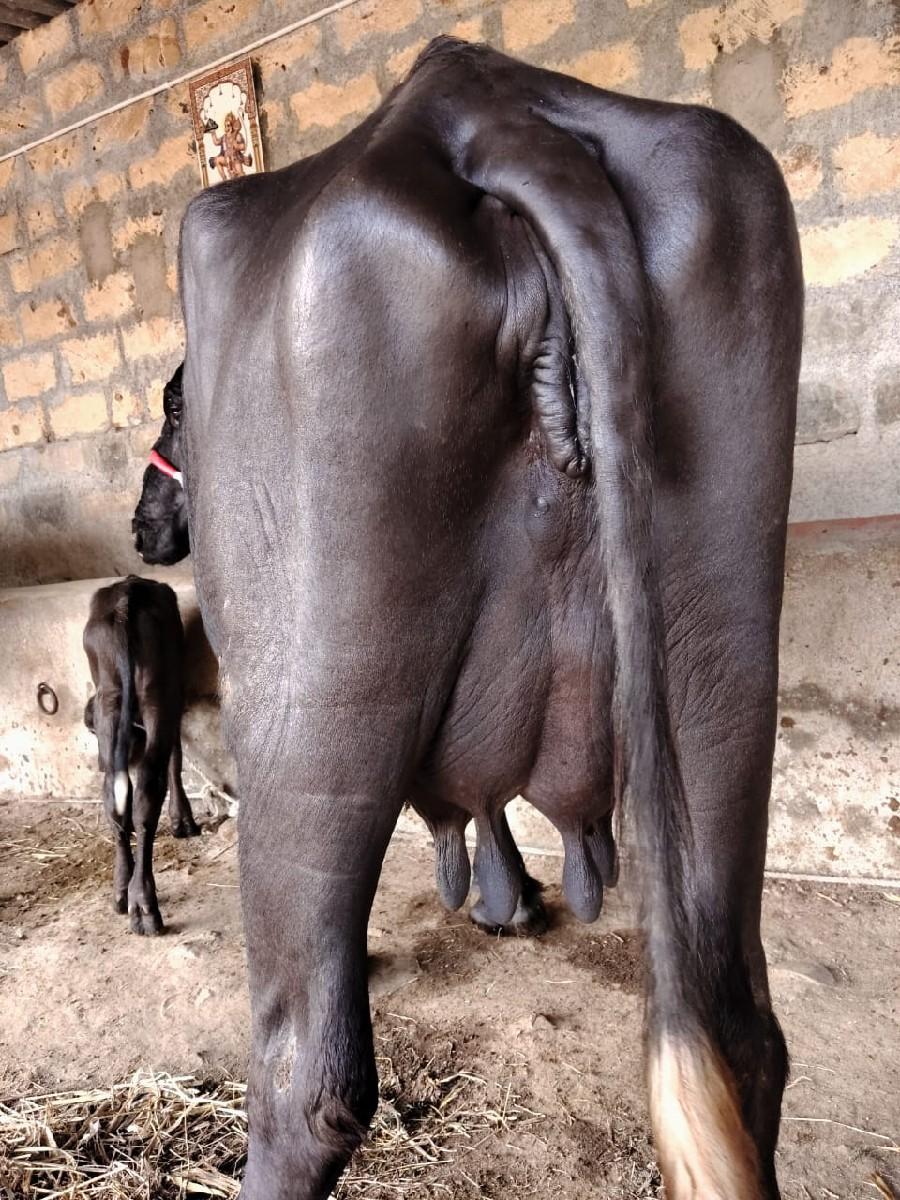 થંબનેલ 3