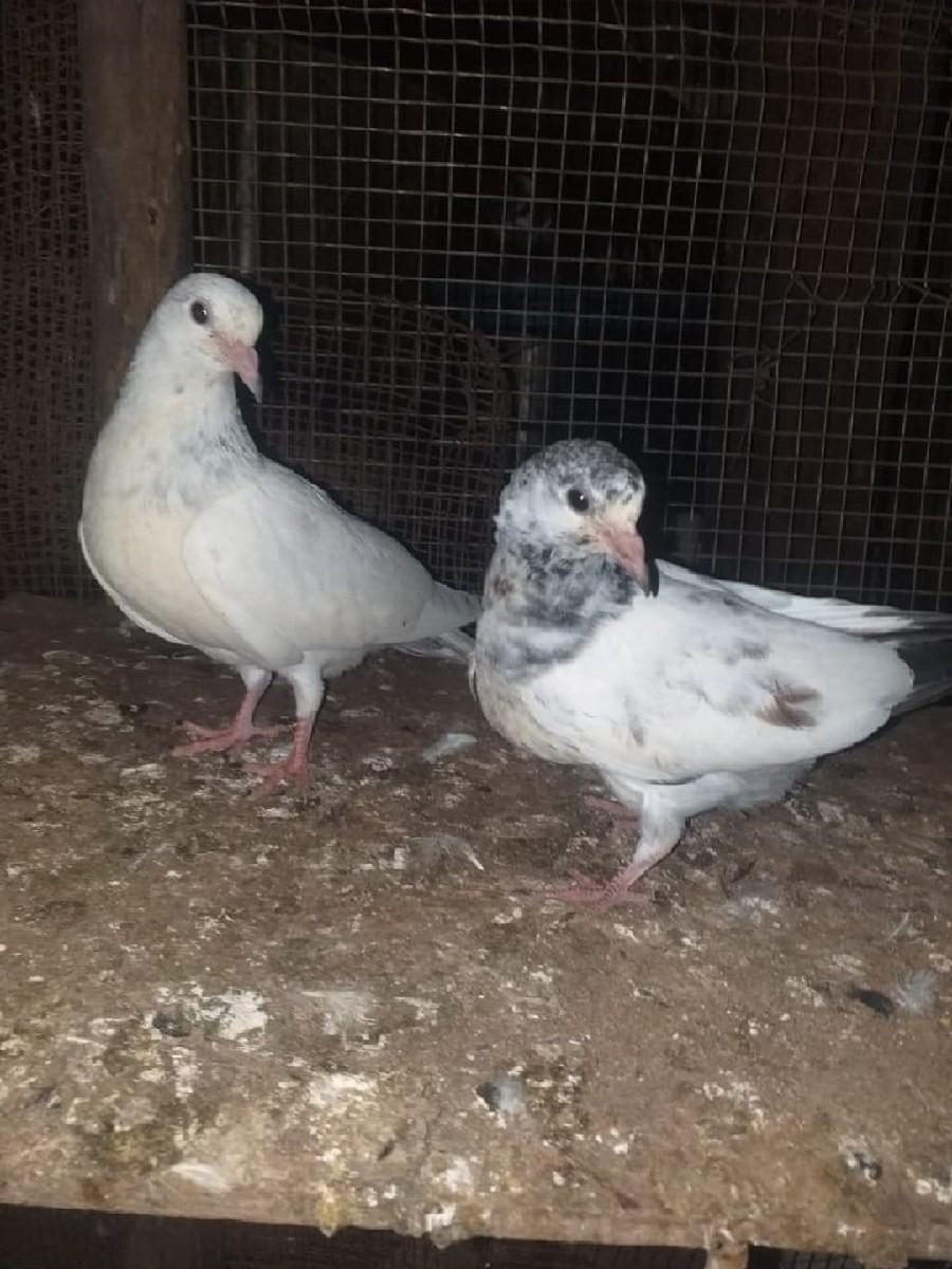 થંબનેલ 3