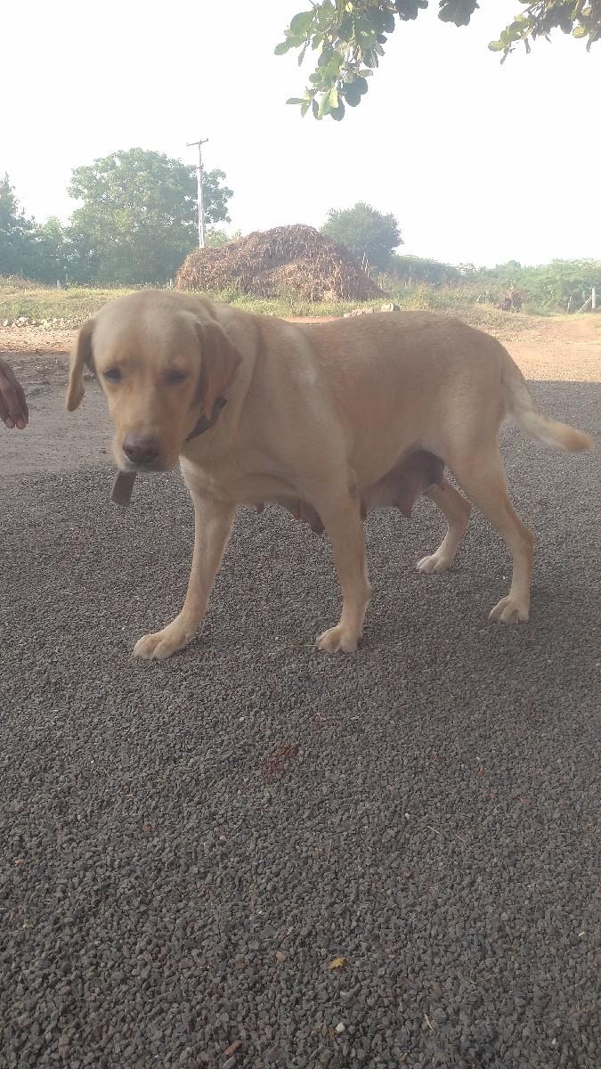 લેબ્રાડોર 4. ફિમેલ વેચવાની છે