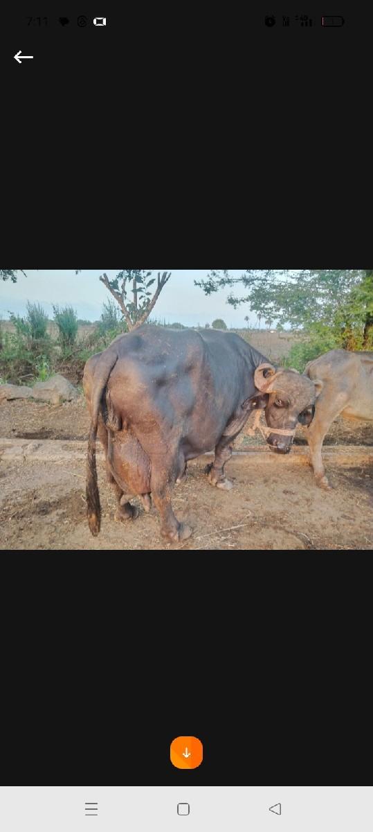 થંબનેલ 3