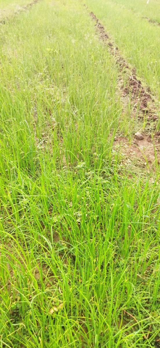 ડુંગળીનો રોપ વેચવાનો છે