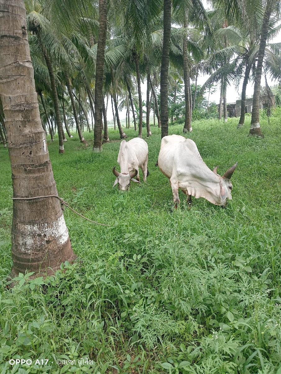 થંબનેલ 3