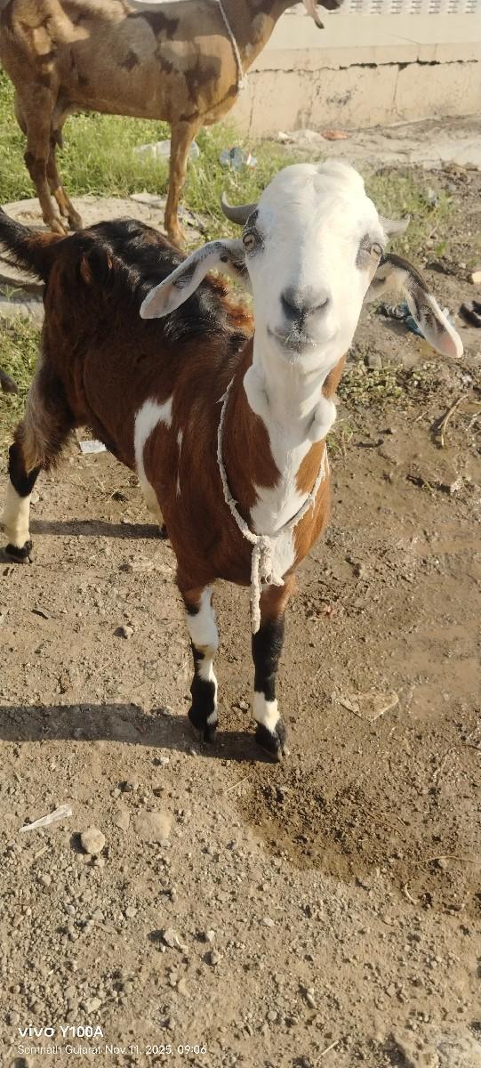 થંબનેલ 2