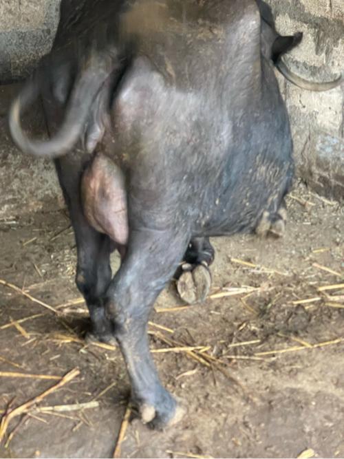 થંબનેલ 3