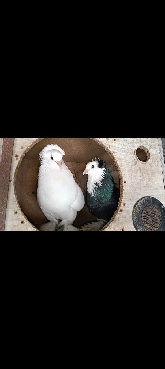 થંબનેલ 3