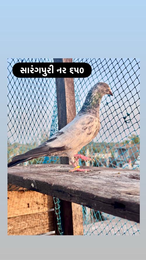 થંબનેલ 3