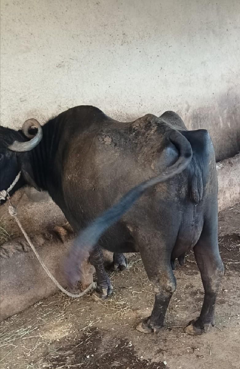 થંબનેલ 3