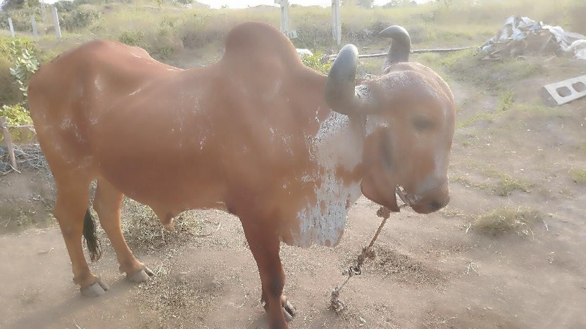 થંબનેલ 2