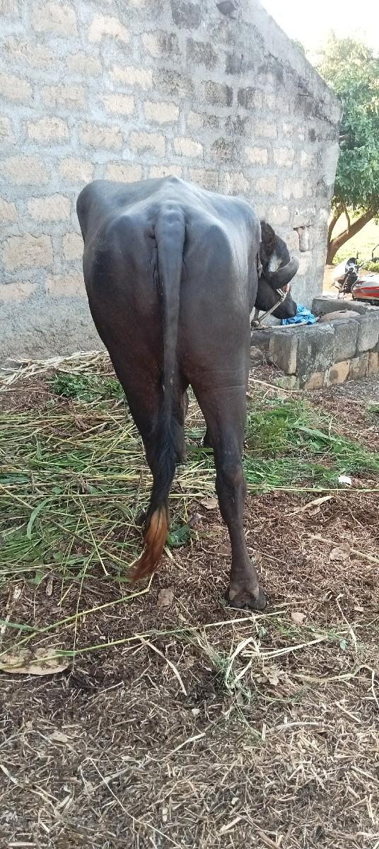 થંબનેલ 3