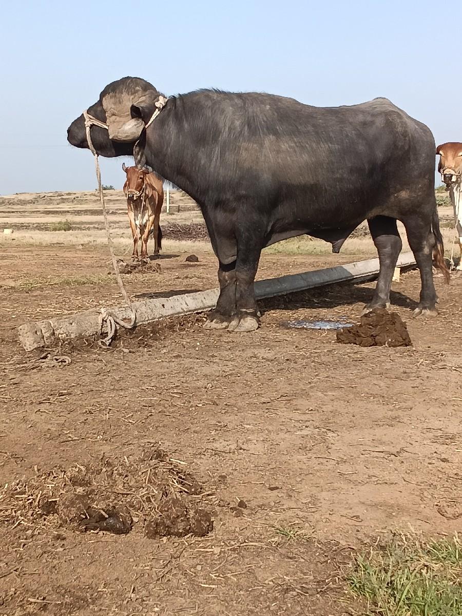થંબનેલ 2