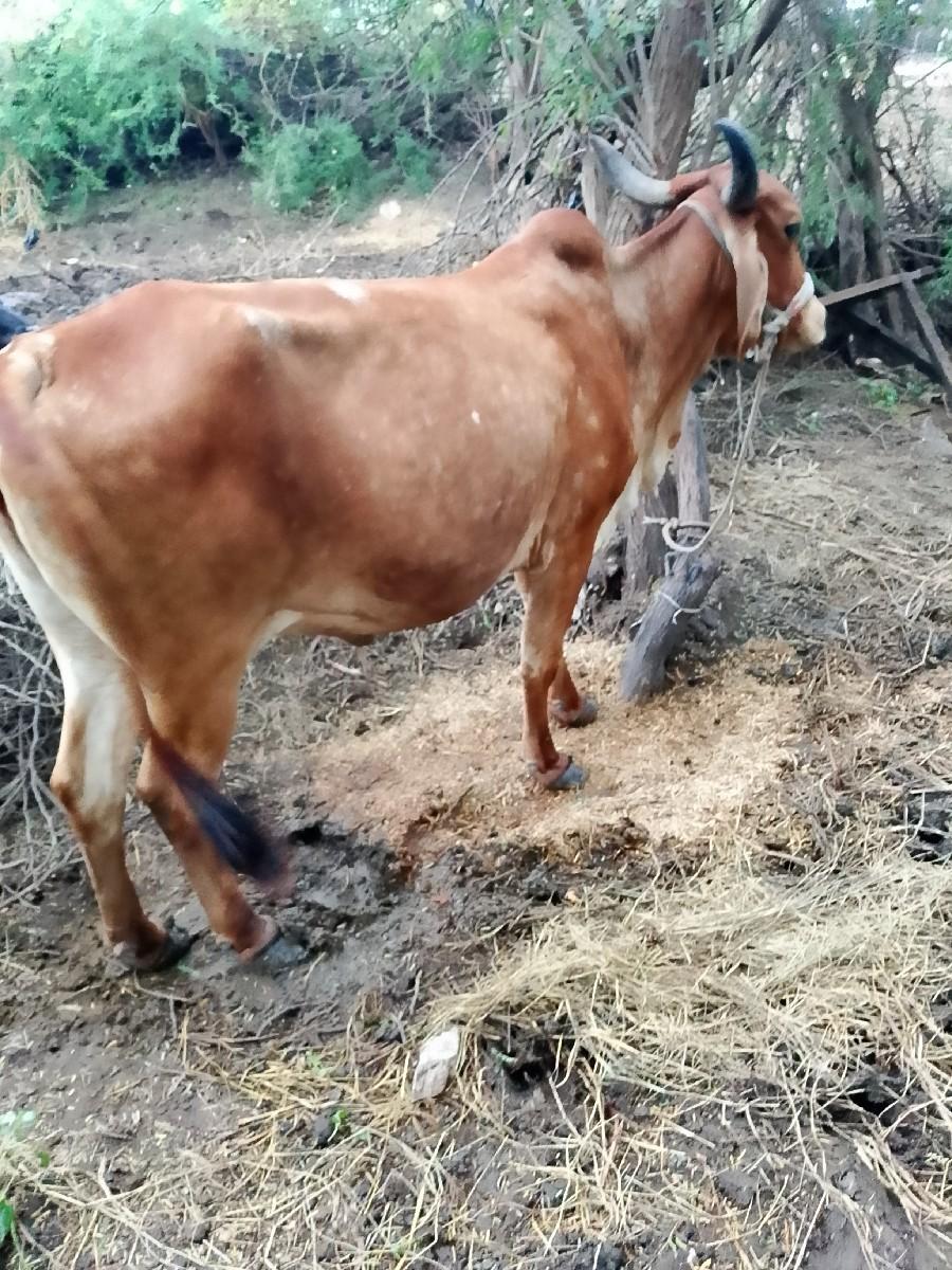 થંબનેલ 3