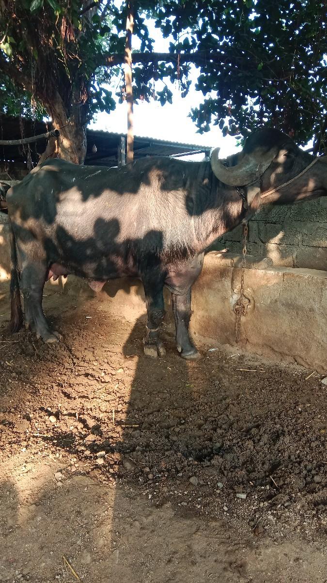ભેંસ વેચવાની છે