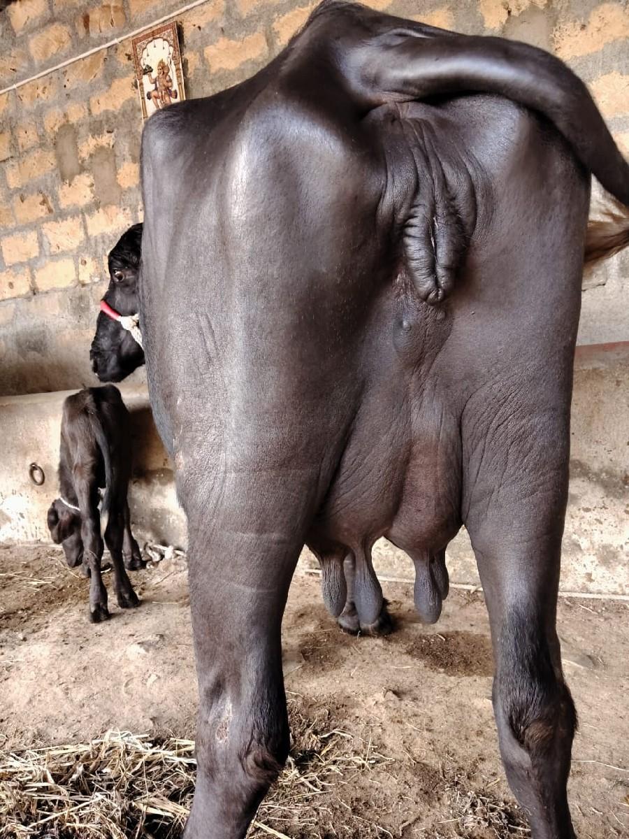 ભેંસ વેચવાની છે