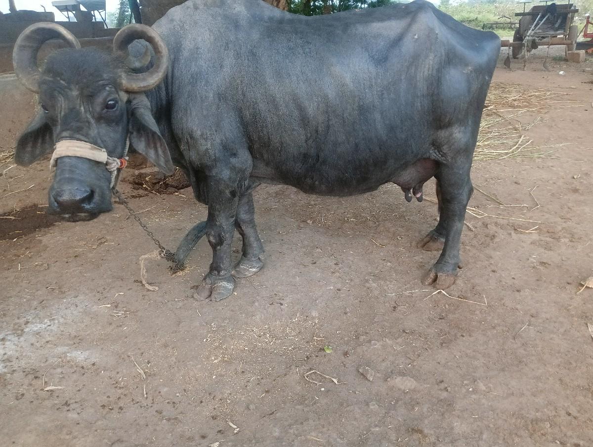 थंबनेल 2