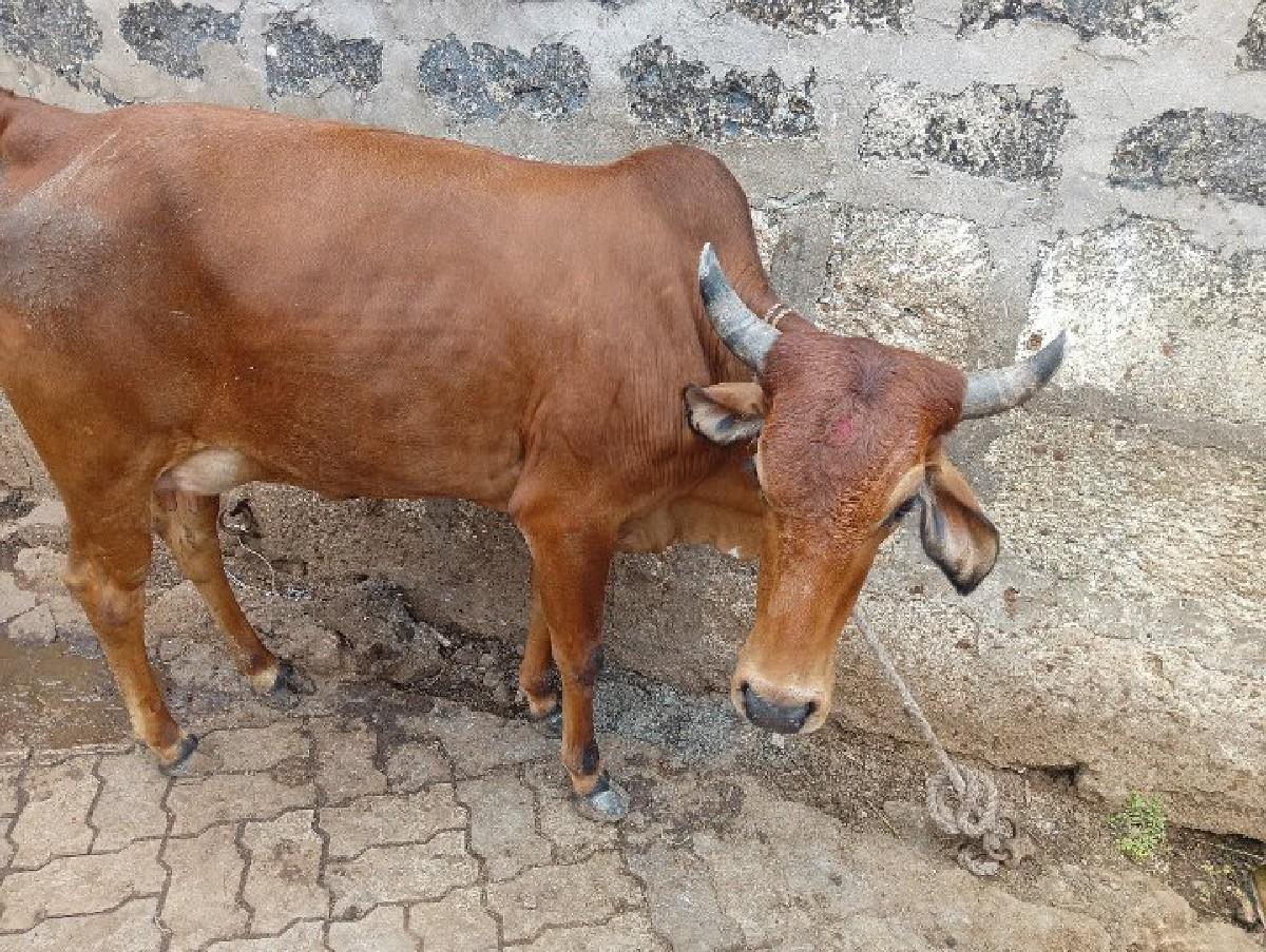 પેલું વેતર